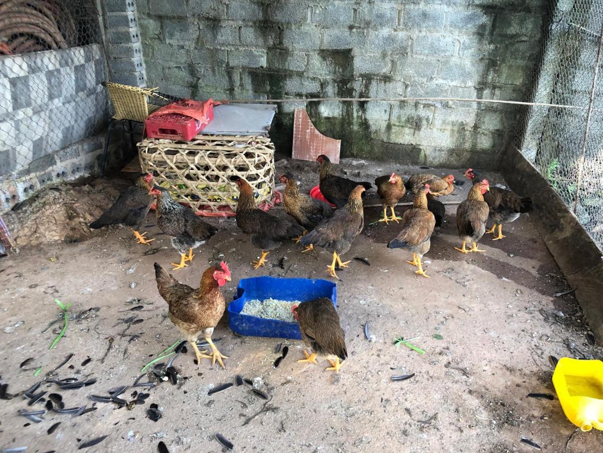 Son Thuy Homestay Ha Giang Dış mekan fotoğraf